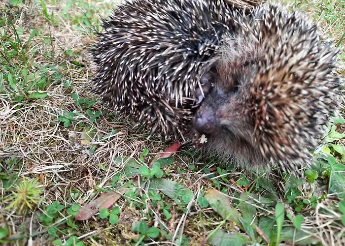 アパート Lusi Holiday, смолянски езера スモーリャン